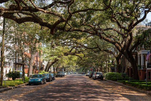 Savannah