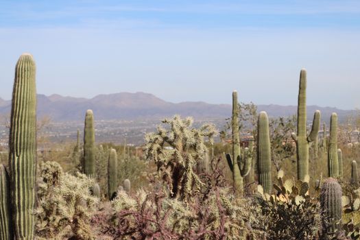 Tucson