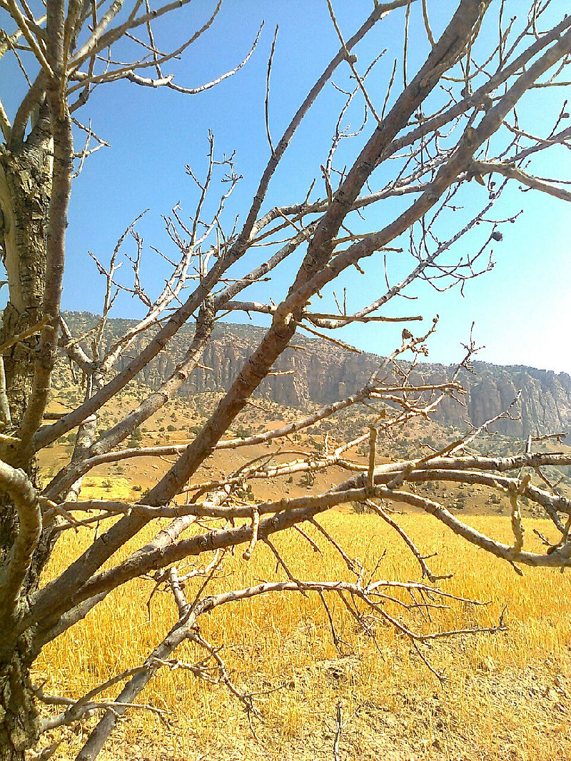 ایلام