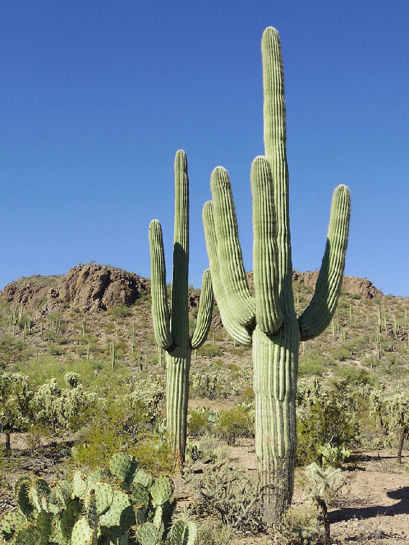 Tucson